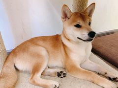 -浣熊柯尔鸭土拨鼠·电玩咖