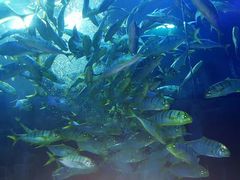 -成都浩海立方海洋公园