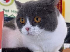 -艾吉宠物医院·疑难杂症转诊中心·猫友好(碧江路院)