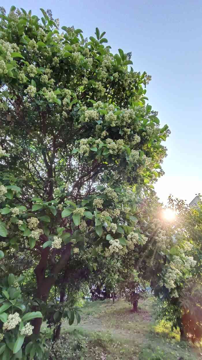 金沙洲绿心公园-"正确位置其实是绿心公园往恒大绿洲方向去的.