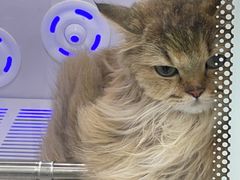 -爱洗澡的猫(天河路店)