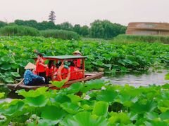 -荷塘月色湿地公园·向阳花洲