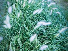 -天津东丽湖风景区