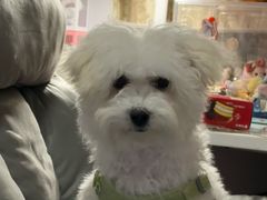 -唐小姐の猫狗洗护·购宠旗舰店(周浦万达店)