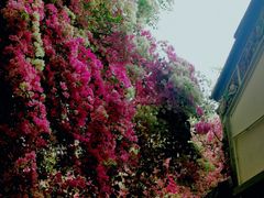 -深圳国际园林花卉博览园