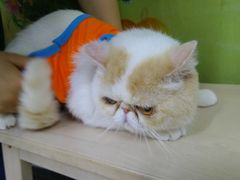 -爱侣宠医·鹦鹉专科·小型哺乳类·异宠专科(灵石路店)