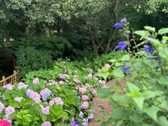 -上海共青森林公园