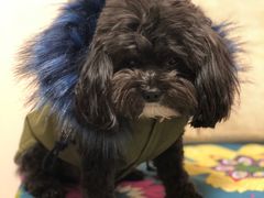 -欧奕国际动物医院