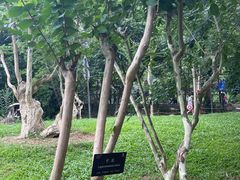 -深圳仙湖植物园