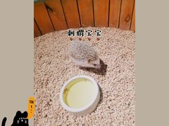 -萌宠奇缘