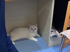 -佑安动物医院·全科·内窥镜中心(幸福巷店)