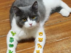 -欣宠猫屋·矮脚拿破仑·蓝金金渐层