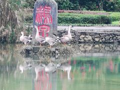 -靖西鹅泉风景区