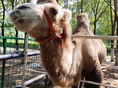 -长白岛森林公园