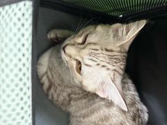 -美联众合动物医院·24h京西诊疗中心