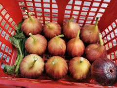 -武汉世外桃源农庄