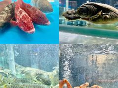 -1718海鲜姿造(苏宁宴请臻选店)