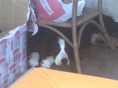 -暖阳宠物医院·犬猫康复中心·骨科