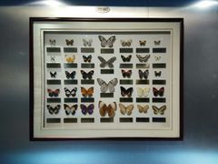 -上海昆虫博物馆