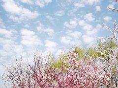 -桃花堤公园