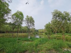 -东郊湿地公园
