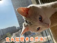 -中农国际动物医院24小时·猫科·骨科·急重症中心