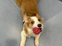 -宠物星动物医院·眼科·异宠·猫科(江南大道总院)