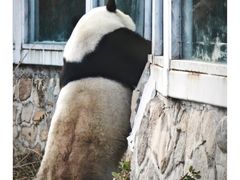 -北京动物园熊猫馆