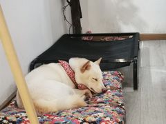 -柴迷FANS CLUB·柴犬狗咖·猫咖