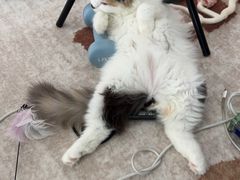 -嘉馨宠物医院·CT影像转诊·心脏科·犬猫全科诊疗中心(下沙大学城院区)