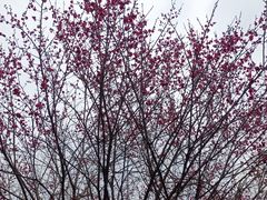 -桃花堤公园