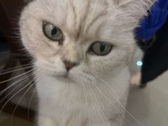 -御宝贝·A梦猫科宠物医院(国际猫友好医院)