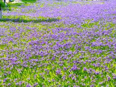 -汉长安城未央宫国家考古遗址公园