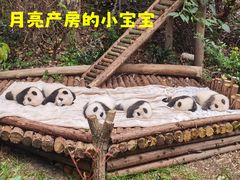-成都大熊猫繁育研究基地