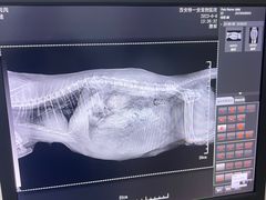 -特一安24小时宠物医院·骨科·中兽医