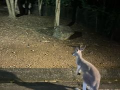 -清迈夜间动物园