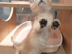 -BABIT巴比特宠物(MOMOPARK店)