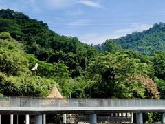 -银湖山郊野公园-相思林