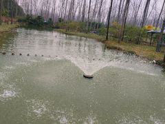 -合肥滨湖国家森林公园