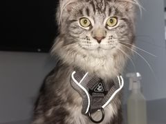 -pd派德宠物中心医院24H急重症·眼科中心·血液透析中心(嵩山北路店)