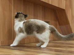 -袖虎·猫馆(体育西路店)