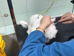 -瑞派动物医院·绝育·犬猫全科·预防医学(光景江南中店)