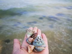 -贝壳沙滩