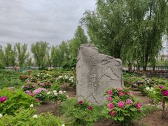 -莲花池公园