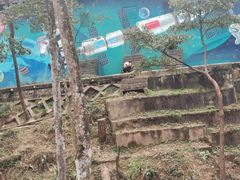 -中国大熊猫保护研究中心雅安碧峰峡基地