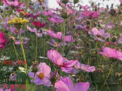 -香蜜公园
