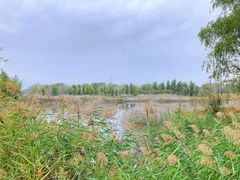 -野鸭湖国家湿地公园