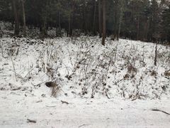 -武陵山森林公园