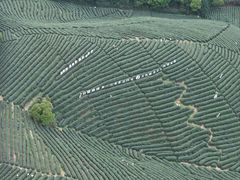-龙坞茶村
