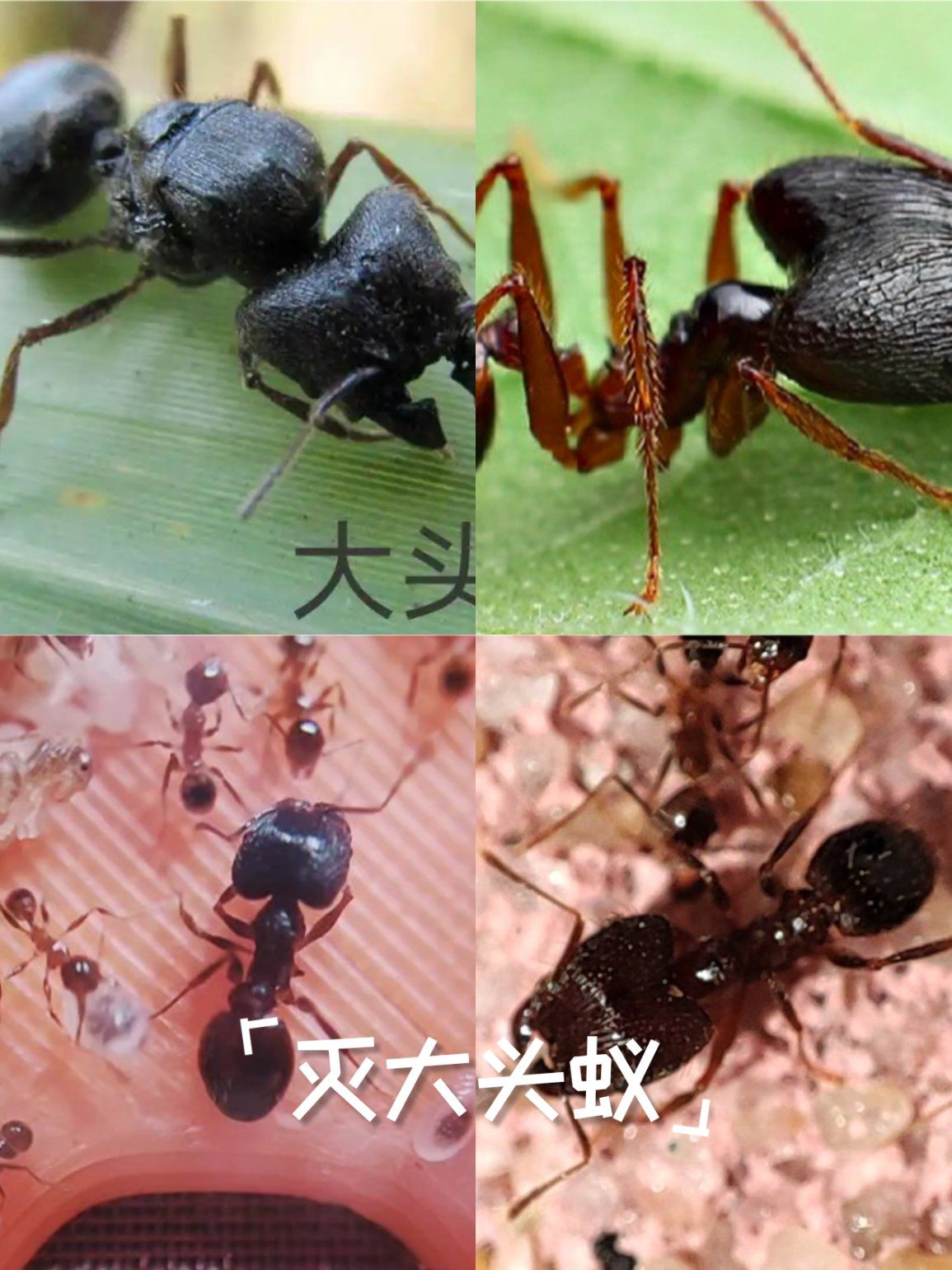 大头蚁是家庭常见的一种蚂蚁,它们对温度变化比较敏感 ,一般天热的